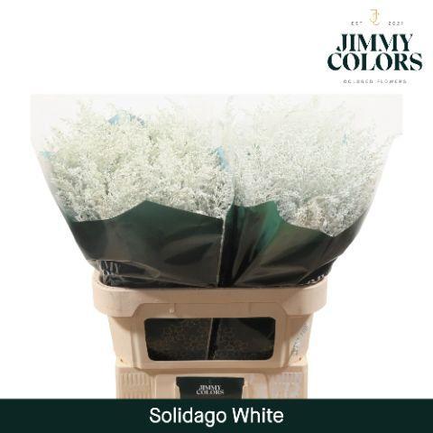 Solidago kleurbehandeld H%