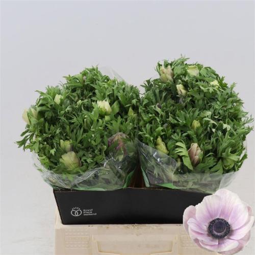 Anemone coronaria 'Galil Pastel'