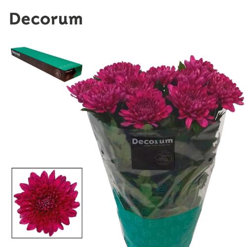Chrysanthemum (Indicum Grp) geplozen Lamira
