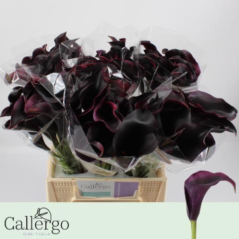 Zantedeschia 'Rudolph'