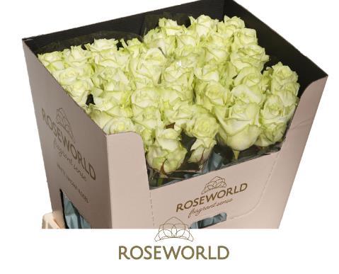Rosa grootbloemig White Naomi!