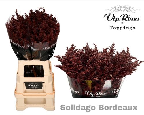Solidago kleurbehandeld H%