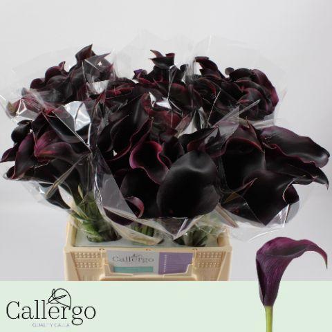 Zantedeschia 'Rudolph'