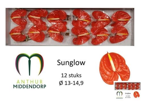 Anthurium Andreanum Grp Sunglow