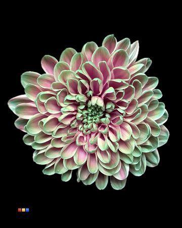 Chrysanthemum Indicum Grp tros kas kleurbehandeld H%