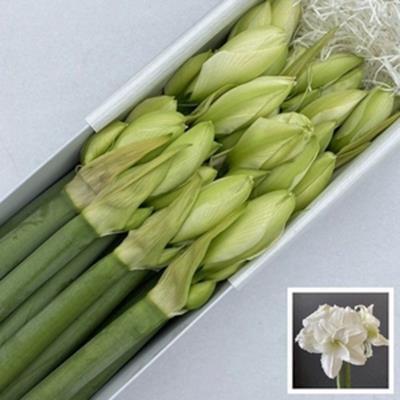 Hippeastrum (Double Galaxy Grp) Wimbledon