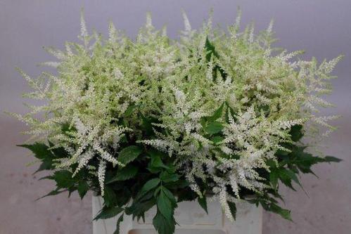 Astilbe Japonica Grp 'Whasingthon'