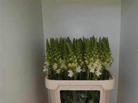 Antirrhinum majus 'Potomac Early White'