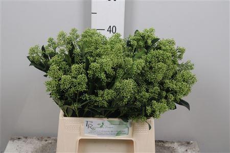 Skimmia japonica 'Yuki' per bos