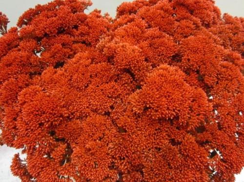 Sedum spectabile kleurbehandeld H%