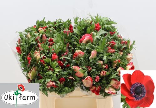 Anemone coronaria 'Galil Rood'