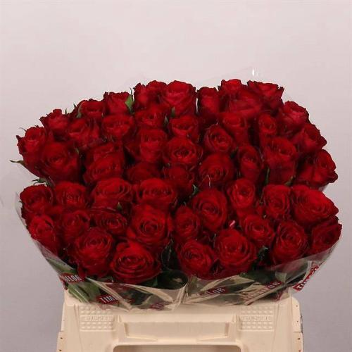Rosa grootbloemig Madam Red