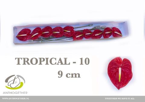 Anthurium Andreanum Grp 'Tropical'