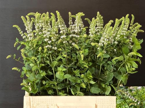 Mentha 'White Juliet'
