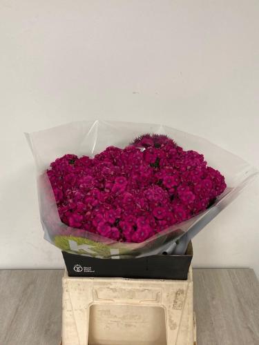 Dianthus barbatus Kiwi Fuchsia