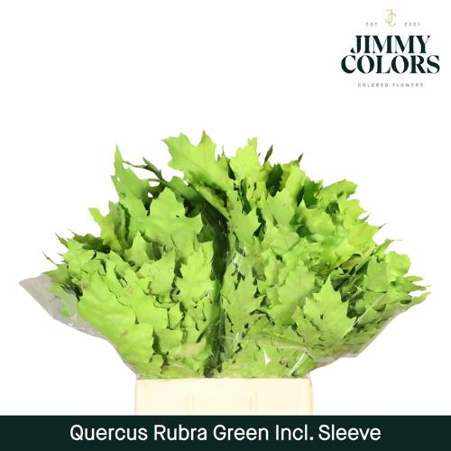 Quercus rubra kleurbehandeld H%