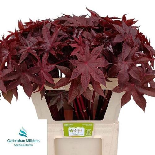 Ricinus communis