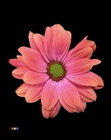 Chrysanthemum Indicum Grp tros kas kleurbehandeld H%