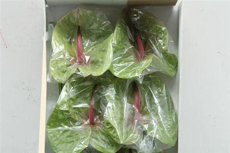 Anthurium Andreanum Grp Pistache