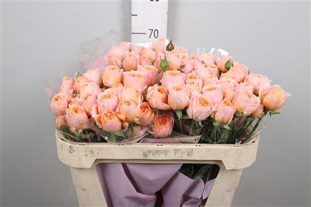 Rosa tros Keijsers Coral