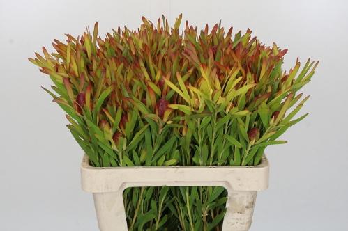 Leucadendron Ayoba Cherry Pearl