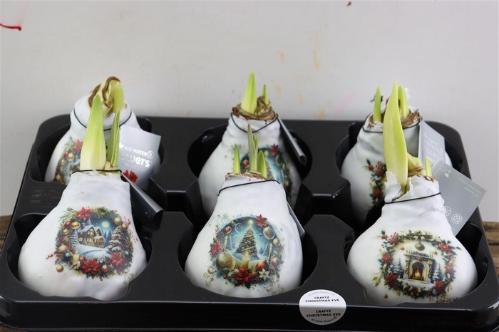 Hippeastrum bol gewaxt H%