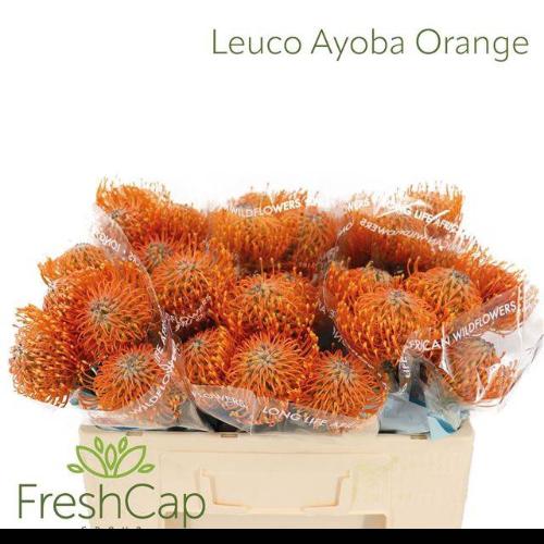 Leucospermum Ayoba Orange