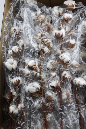 Gossypium hirsutum wit