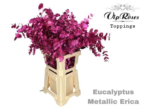 Eucalyptus cinerea kleurbehandeld per bos H%