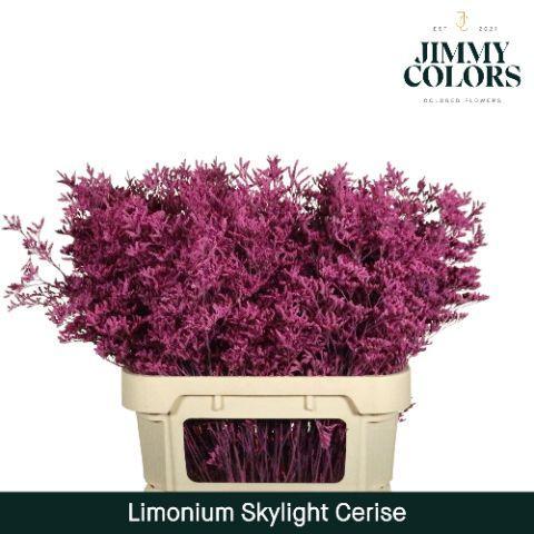 Limonium overig kleurbehandeld H%