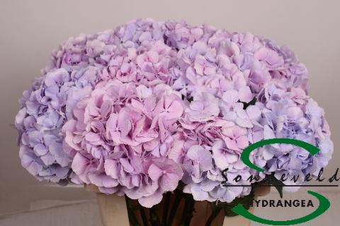 Hydrangea macrophylla 'Verena' (blauw)