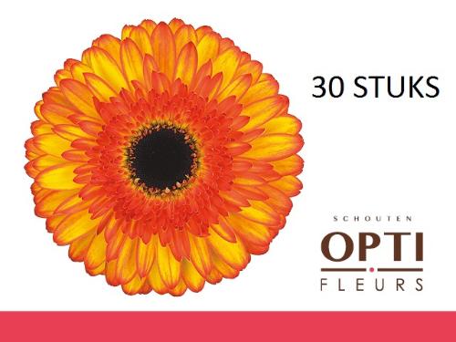 Gerbera grootbloemig Spotlight