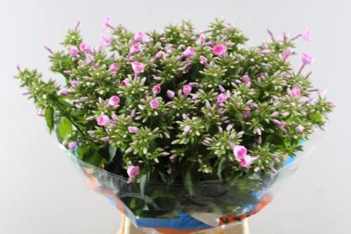 Phlox Paniculata Grp 'Cenura'