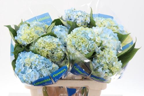 Hydrangea overig