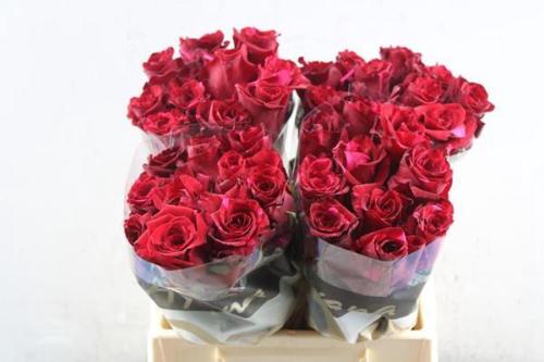 Rosa grootbloemig Red Panther