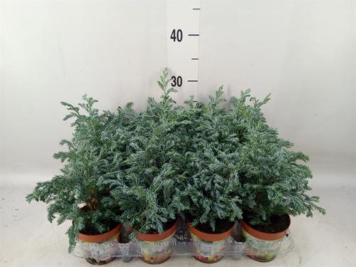 Chamaecyparis pisifera 'Boulevard'