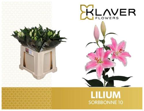 Lilium Oriental Grp 'Sorbonne'