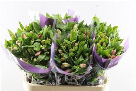 Alstroemeria Panorama