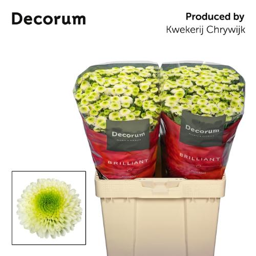 Chrysanthemum (Indicum Grp) tros santini Maverick