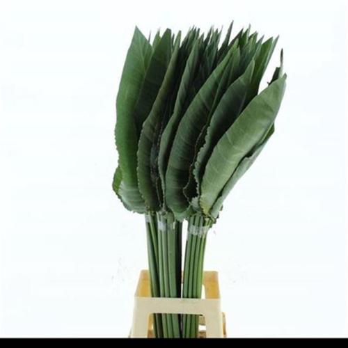 Strelitzia reginae (blad)