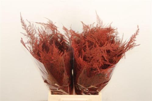 Asparagus overig kleurbehandeld H%