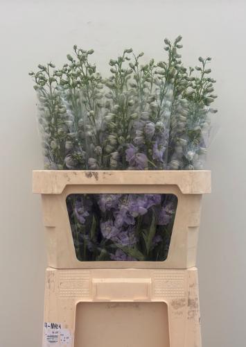 Delphinium Elatum Grp dubbelbloemig 'Dewi Impressive'