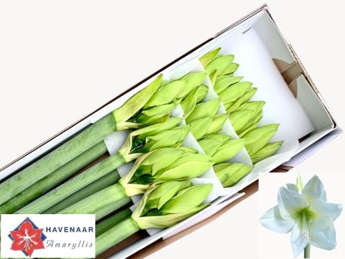 Hippeastrum (Galaxy Grp) 'Albarino'