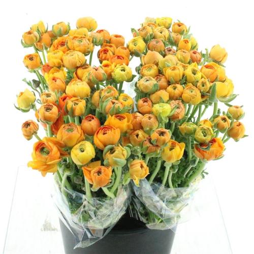 Ranunculus asiaticus 'Elegance Orange'