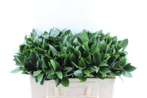 Ruscus hypophyllum (groot blad)
