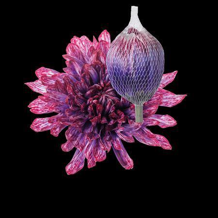 Chrysanthemum (Indicum Grp) geplozen Antonov kleurbehandeld H%