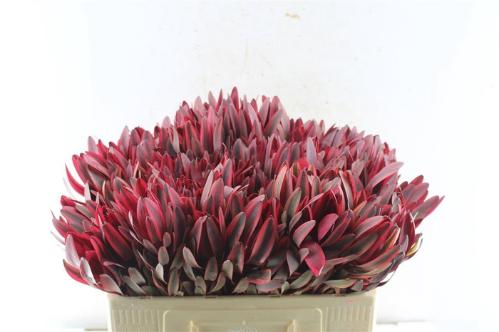 Leucadendron 'Jester'