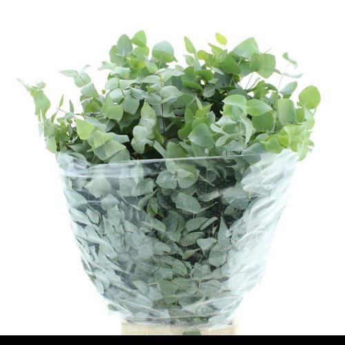 Eucalyptus per bos cinerea