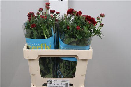 Ranunculus Butterfly Hades