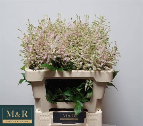 Astilbe Japonica Grp 'Europa'
